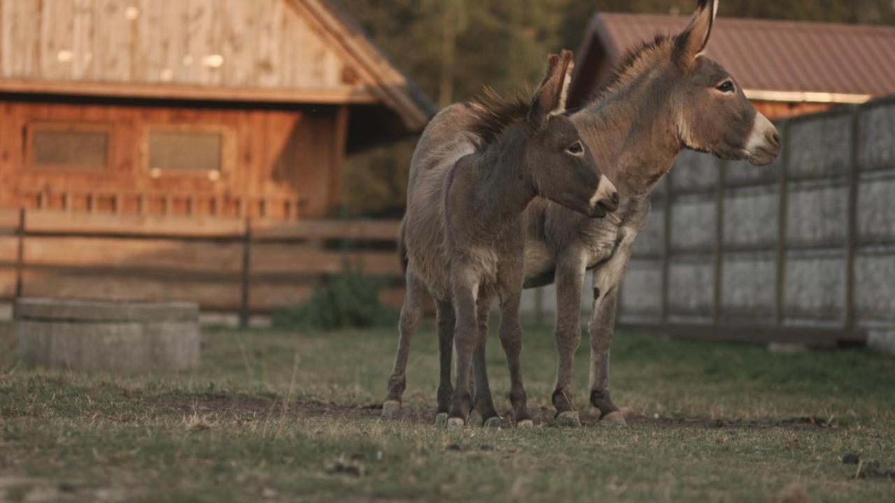 Tatarska Zagroda - Agroturystyka Dolina Baryczy Noclegi - Domek Danielek Krosnice Exteriör bild