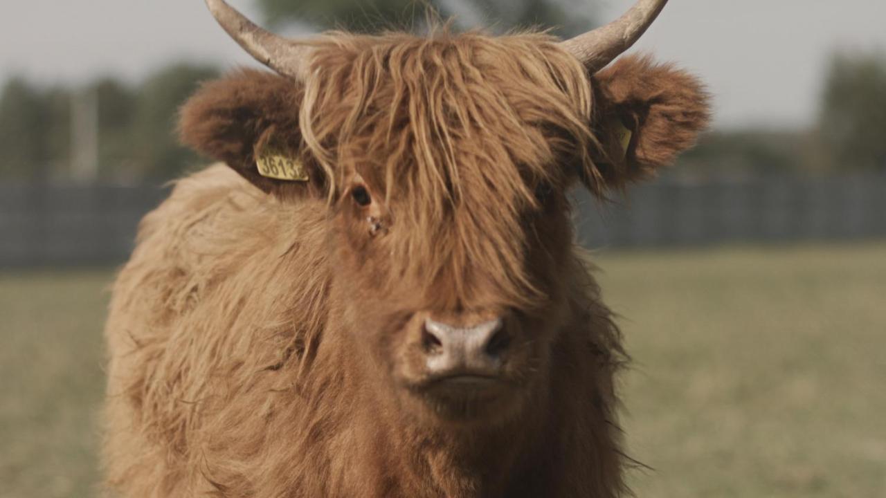 Tatarska Zagroda - Agroturystyka Dolina Baryczy Noclegi - Domek Danielek Krosnice Exteriör bild